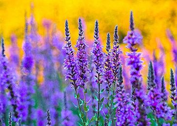 视觉小说《Celestia：命运之链》公布 登陆Steam和NS