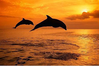 《黎之轨迹2》乐园中的少女预告 10月27日发售